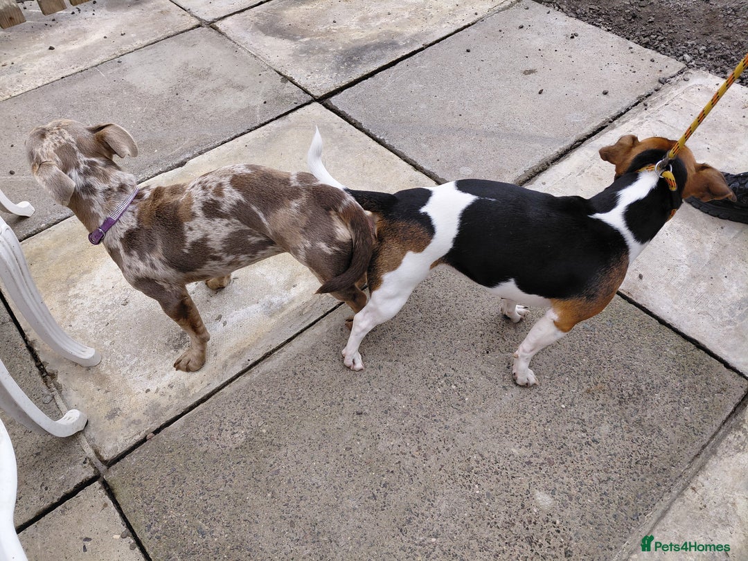 Jack Russell dogs for stud: Ghost - Image 2