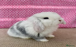 Mini Lop rabbits for sale: Beautiful mini lop kits  - Image 20