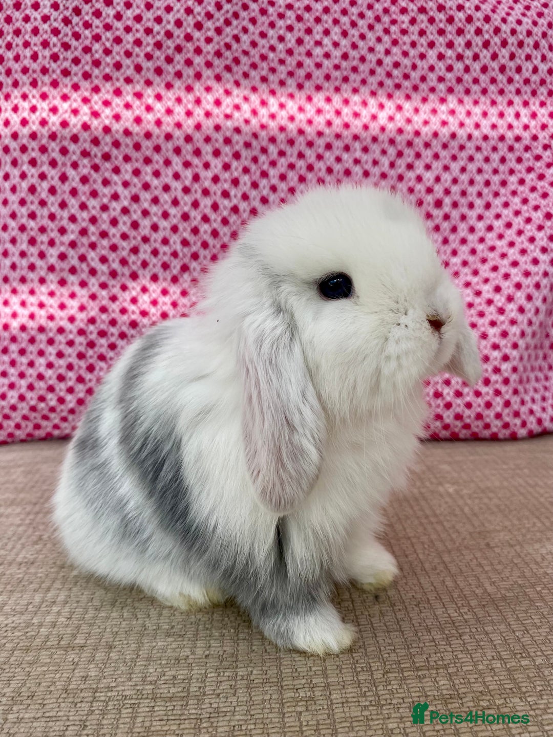 Mini Lop rabbits for sale: Beautiful mini lop kits  - Image 20