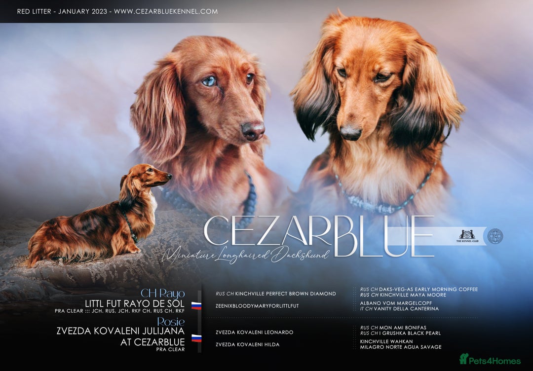 Miniature Dachshund dogs for sale: RED Russian Pedigree Miniature Dachshunds - Image 14