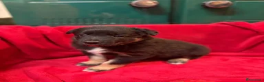 Border Collie 3