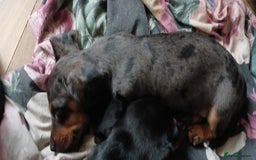 Mixed Breed dogs for sale: 1x Female Puppy Dachshund Left  - Image 2
