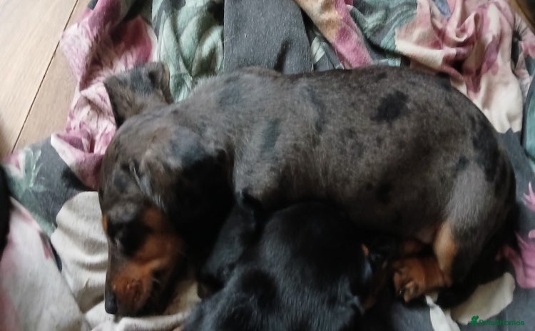 Mixed Breed dogs for sale - Advert 2