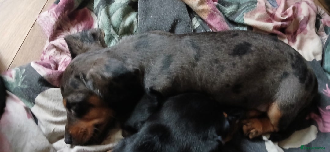 Mixed Breed dogs for sale: 1x Female Puppy Dachshund Left  - Image 2