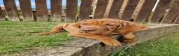 Hungarian Vizsla dogs for sale: READY TO LEAVE ,. 4 Beautiful girls left. - Advert 5