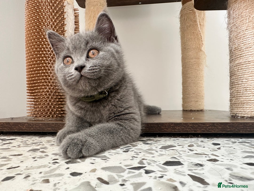 British Shorthair cats for sale: British short hair boy - Image 3
