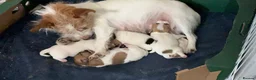 Jack Russell dogs for sale: Homebred Jack Russell puppies in Oxford - Advert 1