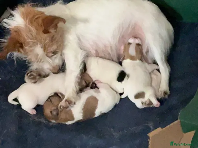 Jack Russell dogs for sale: Homebred Jack Russell puppies - Advert 1
