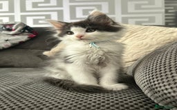 Maine Coon cats for sale: LAST GORGEOUS GIRL - Image 8