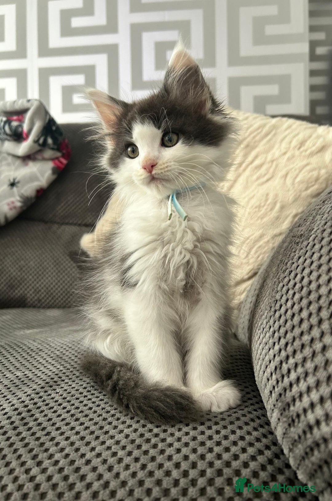 Maine Coon cats for sale: LAST GORGEOUS GIRL - Image 8