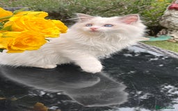Ragdoll cats for sale: TICA EU pure Ragdoll boys & girls available  in London - Image 7