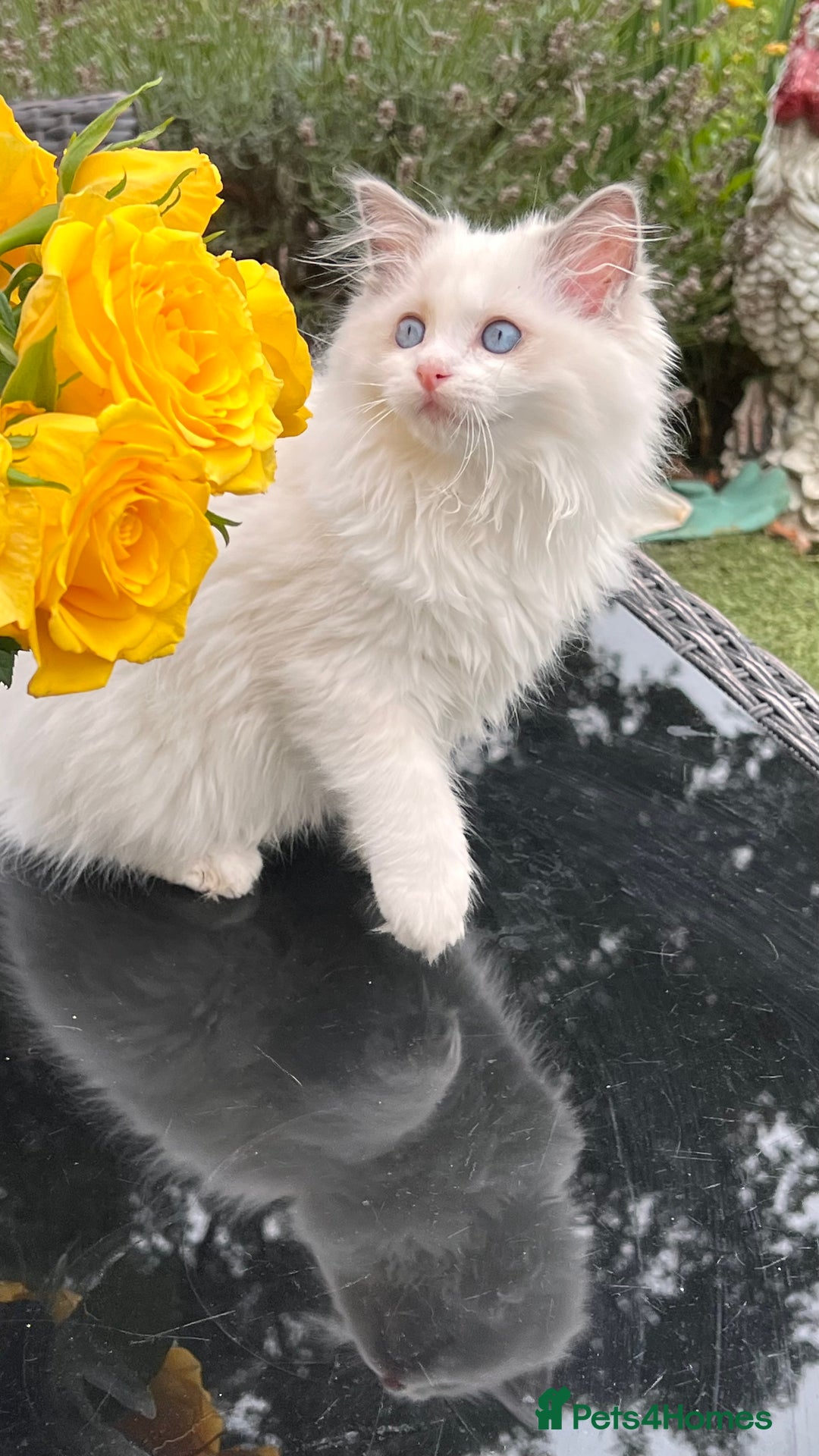 Ragdoll cats for sale: TICA EU pure Ragdoll boys & girls available  in London - Image 7