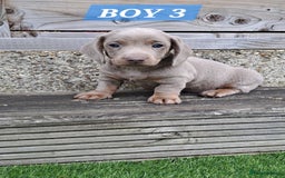 Miniature Dachshund dogs for sale: Miniature dachshund kc reg  - Image 9