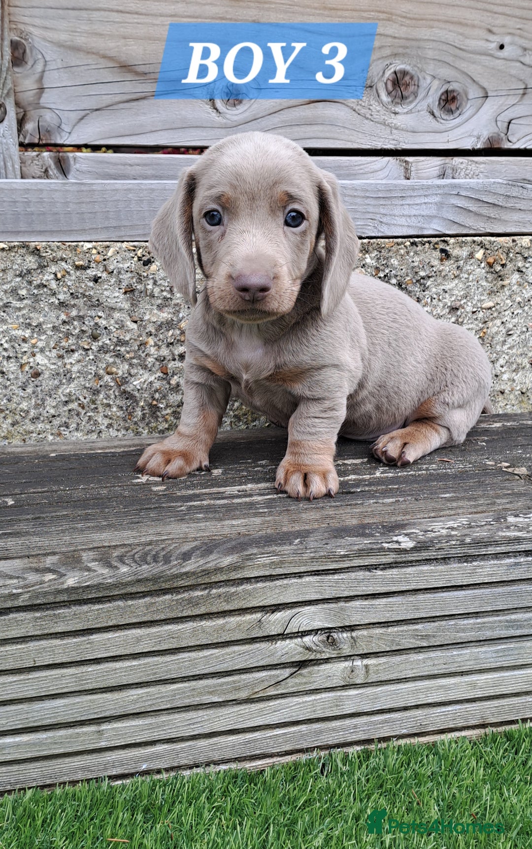 Miniature Dachshund dogs for sale: Miniature dachshund kc reg  - Image 9