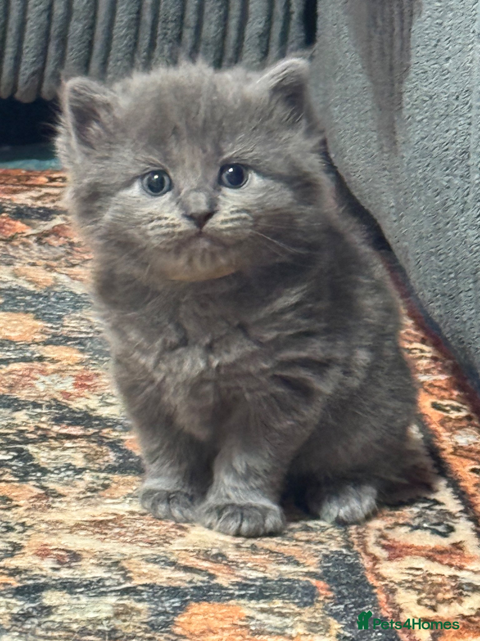 British Shorthair cats A cat from a Ragdoll mother   - Advert 18