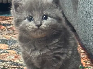 British Shorthair cats A cat from a Ragdoll mother - Advert 18