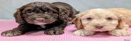 Cockapoo dogs for sale: Licensed breeder, health tested F1 cockapoo pups - Advert 26