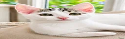 Mixed Breed cats for sale: 2 beautiful, well-socialized kittens  - Advert 8