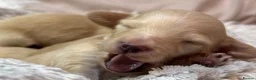 Miniature Dachshund dogs for sale: KC Longhaired Cream Miniature Dachshund Puppies - Advert 2