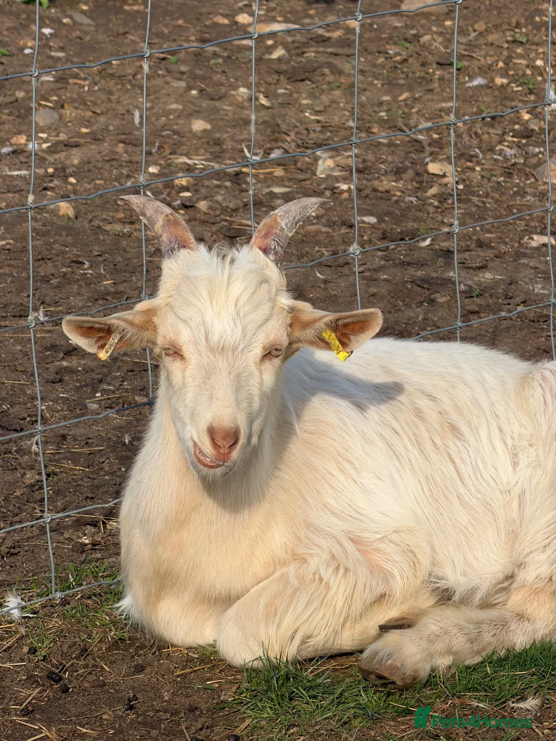 Goats livestock for sale: Royal Goldern Gurnsey registered Billy - Advert 2