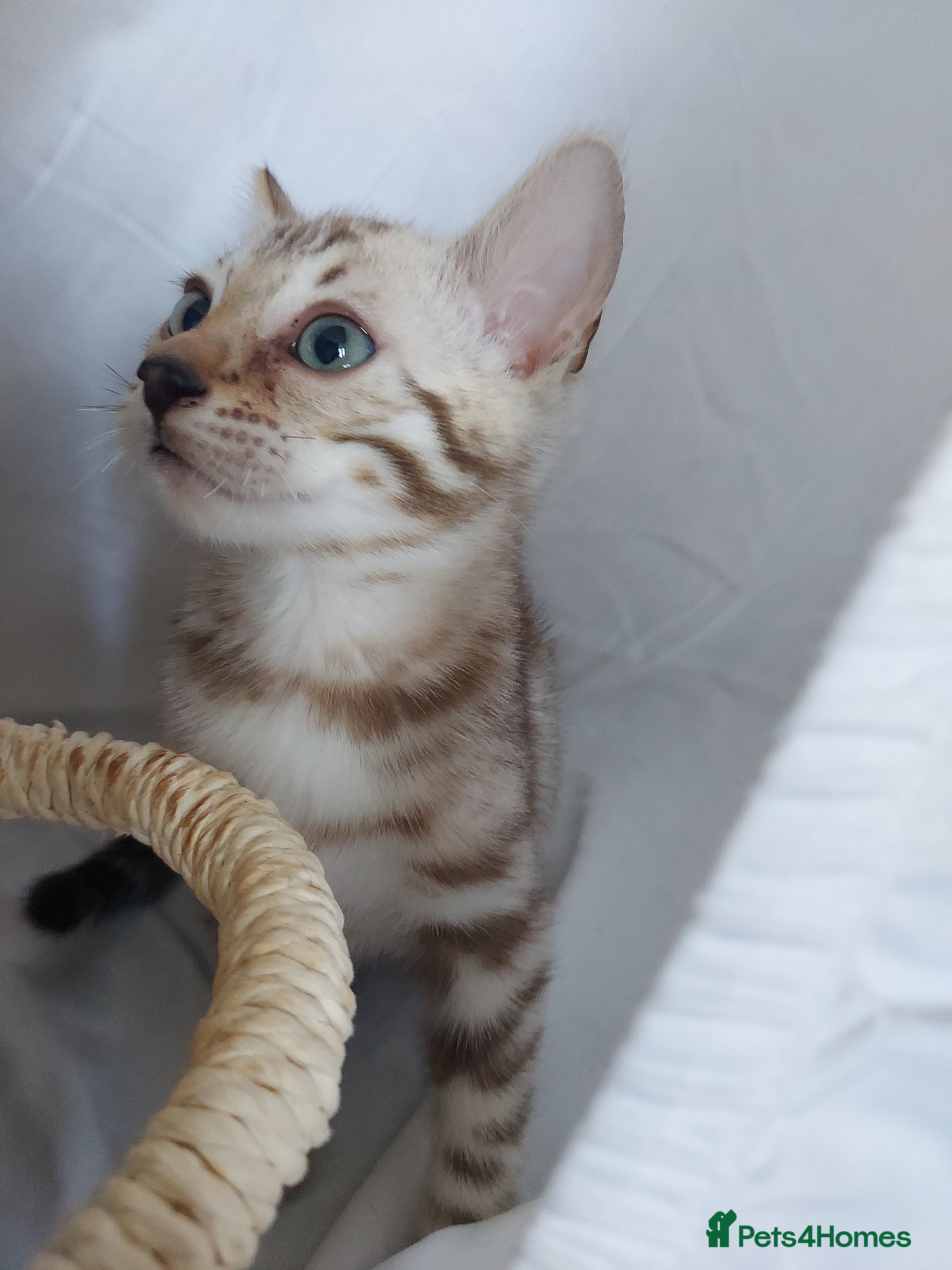 Bengal cats for sale: Pedigree Snow Bengal Kittens  - Advert 4