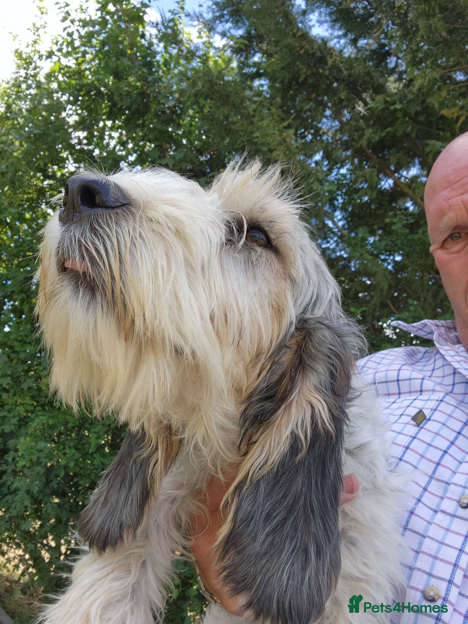 Basset Griffon Vendeen dogs Griffon grand bassets  - Advert 1