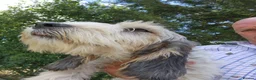 Basset Griffon Vendeen dogs for sale: Griffon grand bassets  - Advert 1