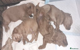 Mixed Breed dogs for sale: 1 boy and 1 girl left - Image 21
