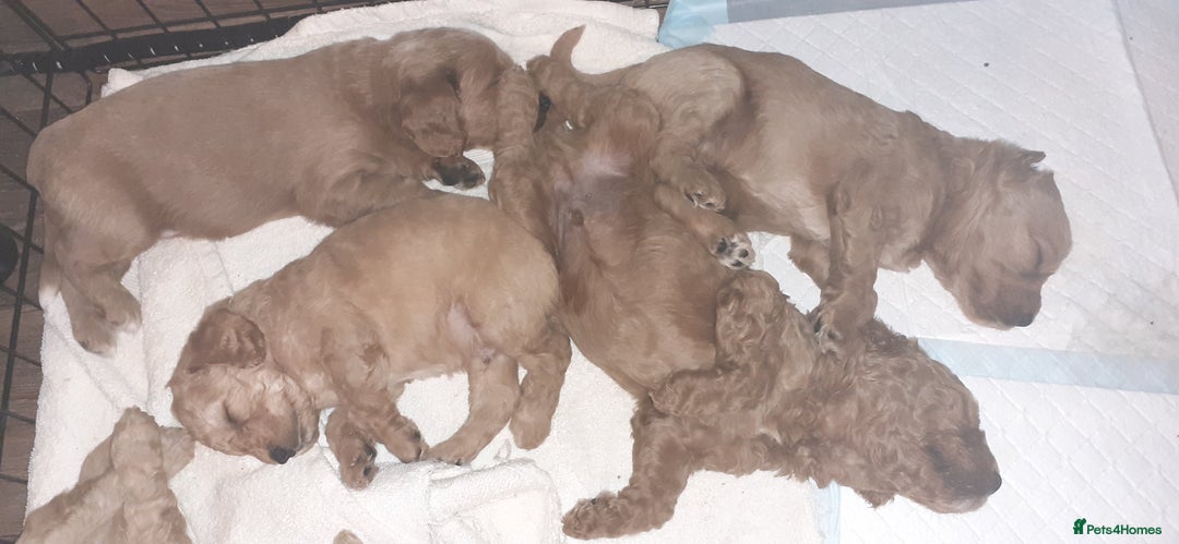 Mixed Breed dogs for sale: 1 boy and 1 girl left - Image 21