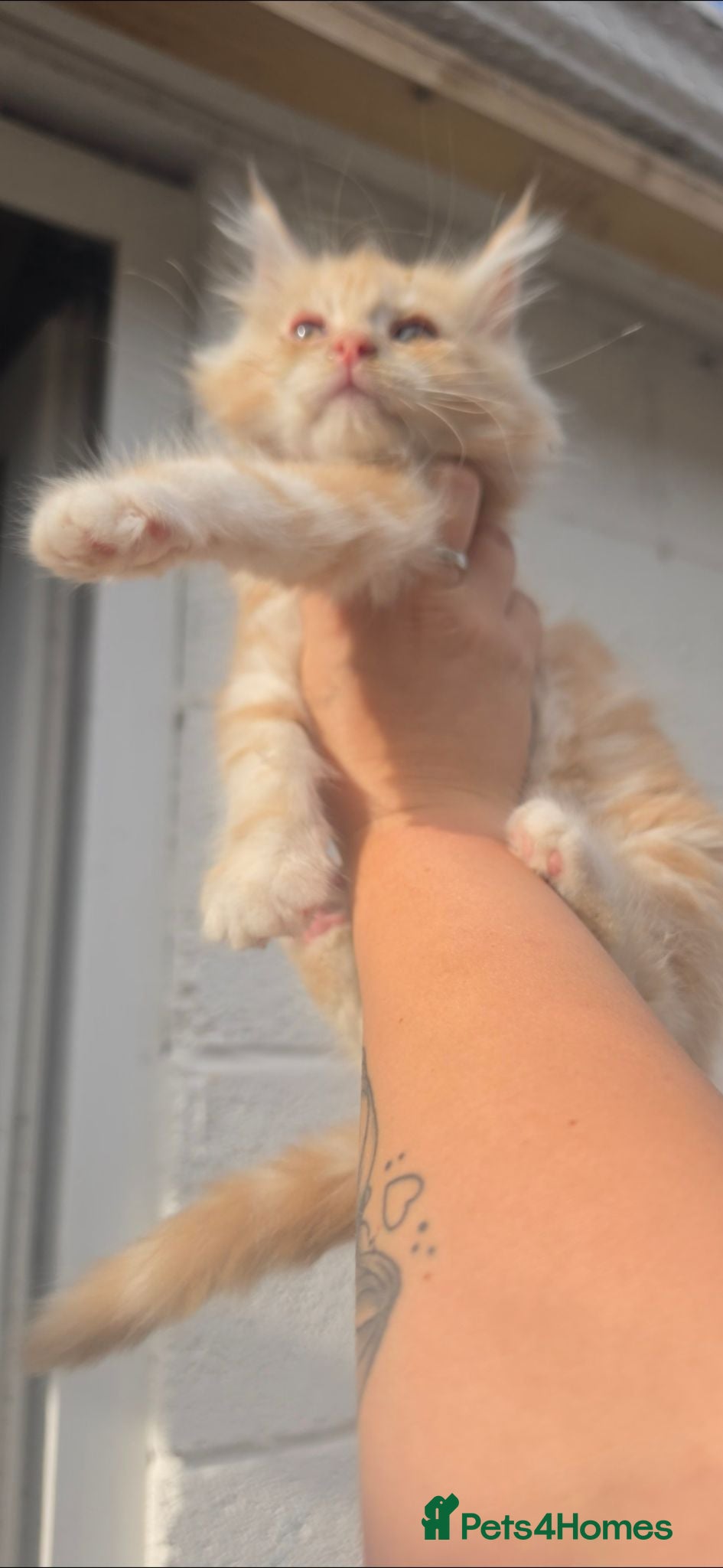 Maine Coon cats Ready to leave now mainecoon kittens  - Advert 9
