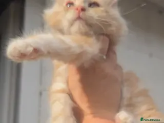 Maine Coon cats Ready to leave now mainecoon kittens - Advert 5