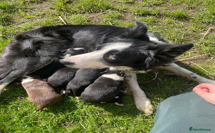 Border Collie dogs - Advert 3