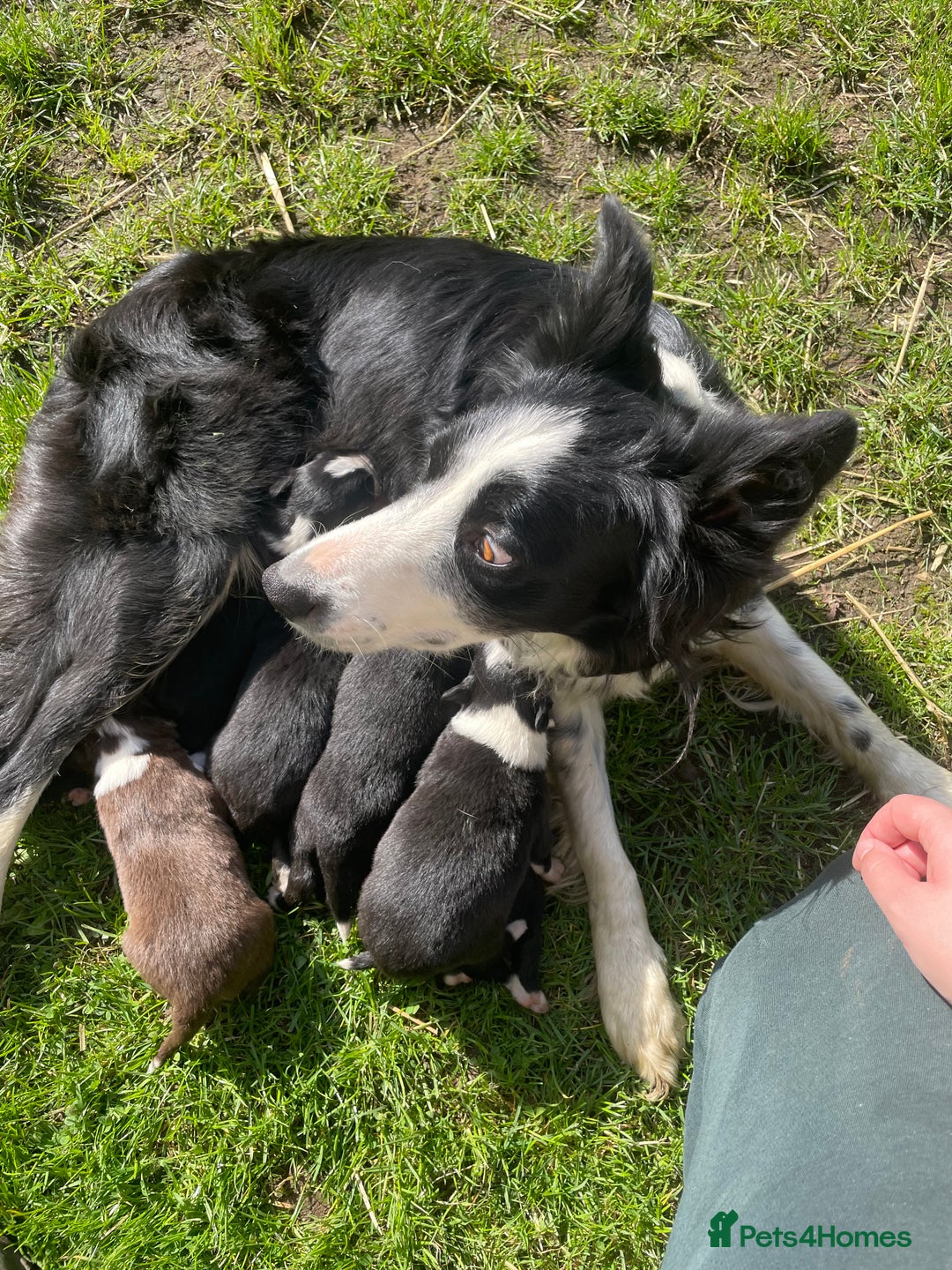 Border Collie dogs for sale: Daisy’s pups - Image 1