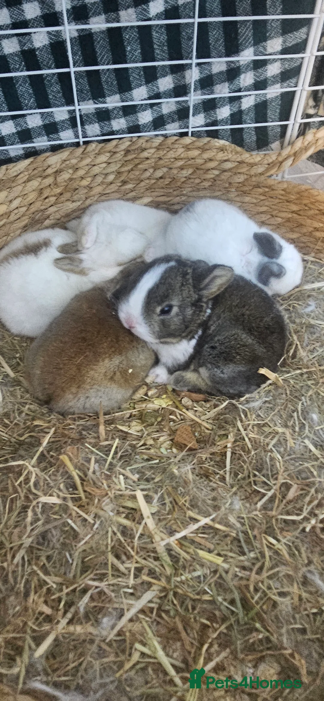 Mixed Breed rabbits for sale: They are 3 weeks and 5 weeks old  - Advert 7