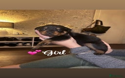 Rottweiler dogs for sale: Stunning Rottweiler puppies ✨ - Image 17