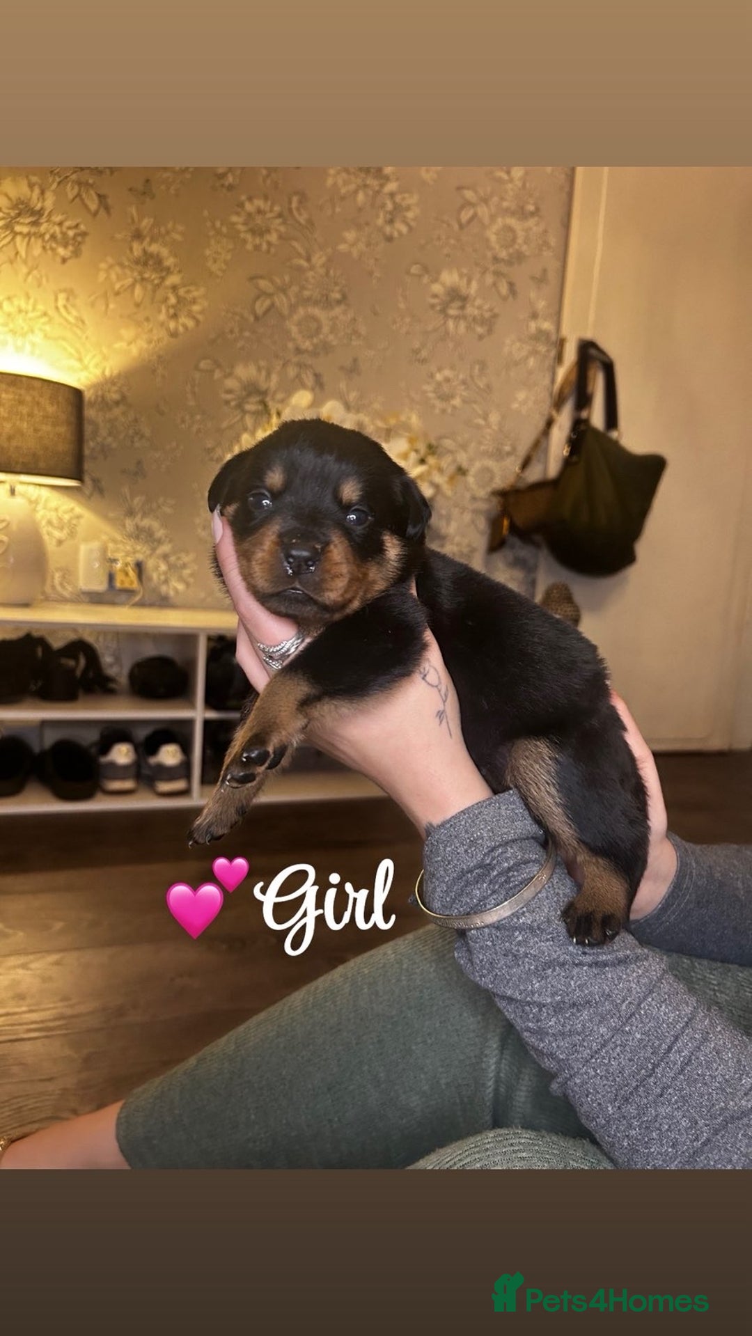 Rottweiler dogs for sale: Stunning Rottweiler puppies ✨ - Image 17