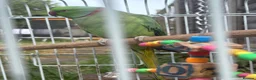 Ringnecks birds for sale: Male Indian Ringneck Parrot For Sale  in Birmingham - Advert 2