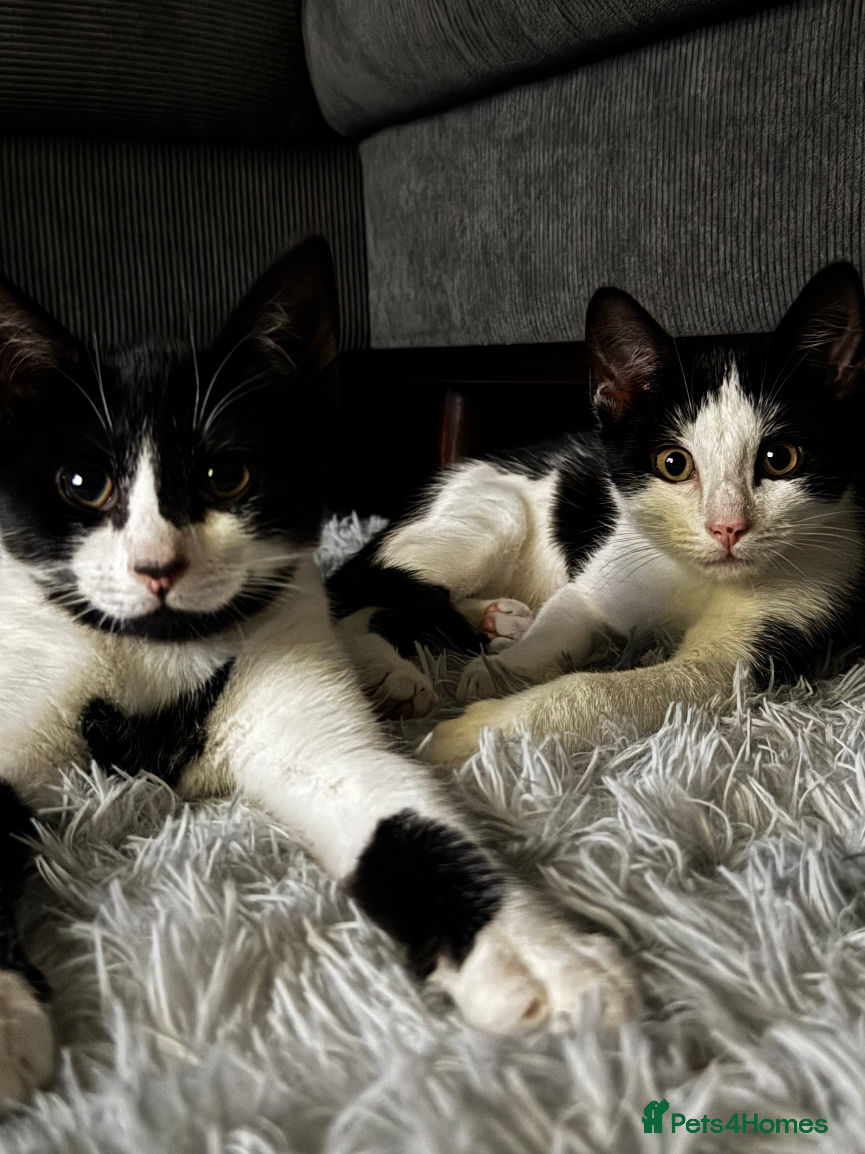 Mixed Breed cats Double the Love! Brothers Seeking Forever Home - Advert 13