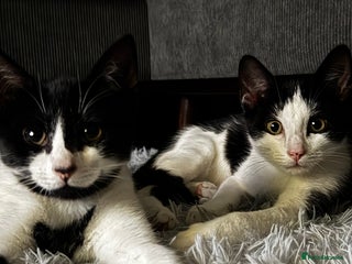 Mixed Breed cats Double the Love! Brothers Seeking Forever Home - Advert 15