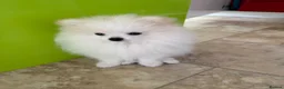 Pomeranian dogs for sale: Mrs Heather Small in Wantage - Advert 2