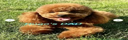 Toy Poodle dogs for stud: KC registered,RedToy poodle,for stud only🐾HUGO🐾  - Advert 10