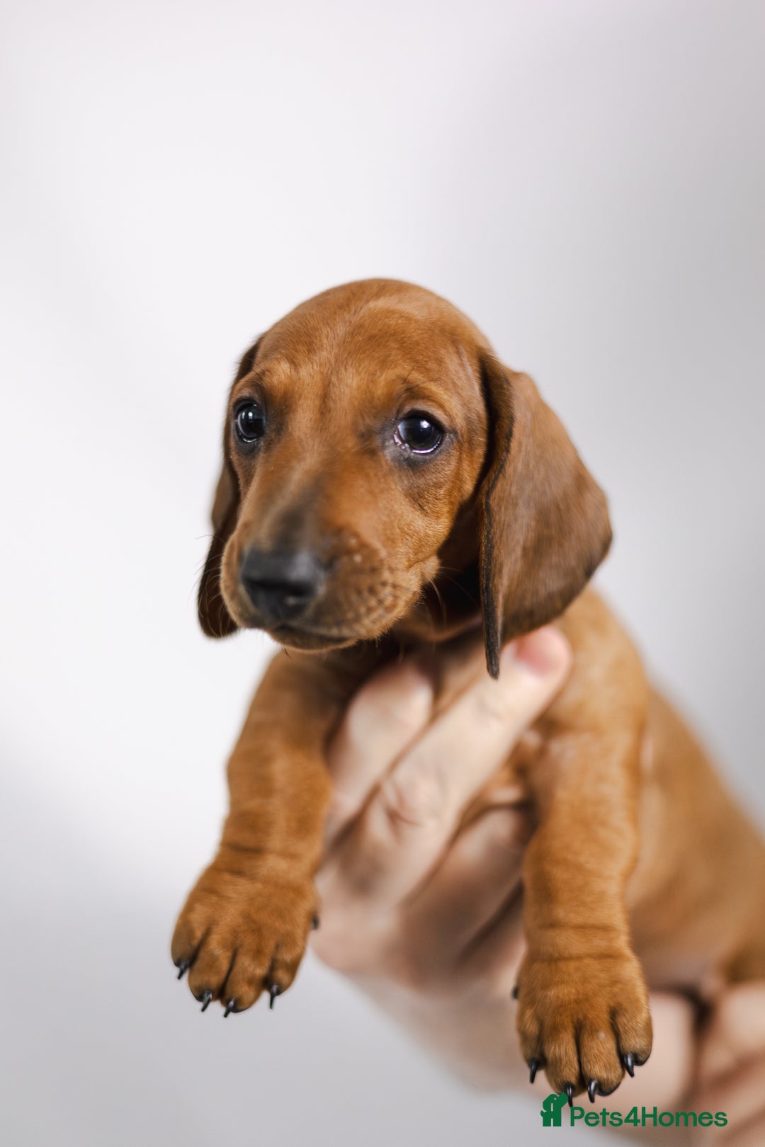 Dachshund dogs for sale: Standard champion bred dachshunds  - Image 19