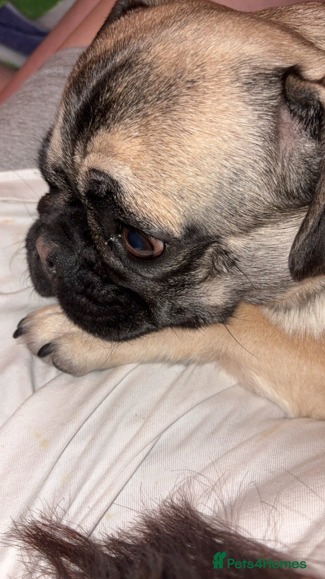 Pug dogs for sale: Male pug - Advert 1