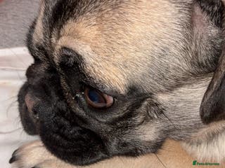 Pug dogs Male pug - Advert 17