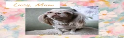 Shih Tzu dogs for sale: Available now - Tiny Imperial Shih tzu puppy Bambi - Advert 8