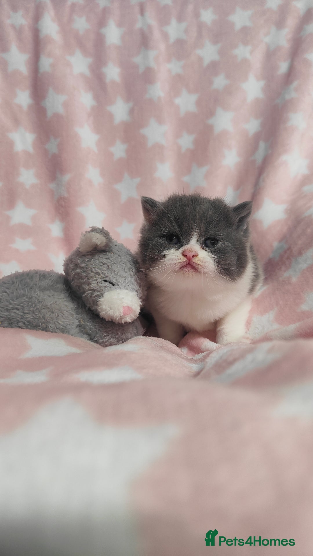 British Shorthair cats for sale: GCCF REGISTERED CHUNKY BRITISH SHORTHAIR KITTENS - Advert 16