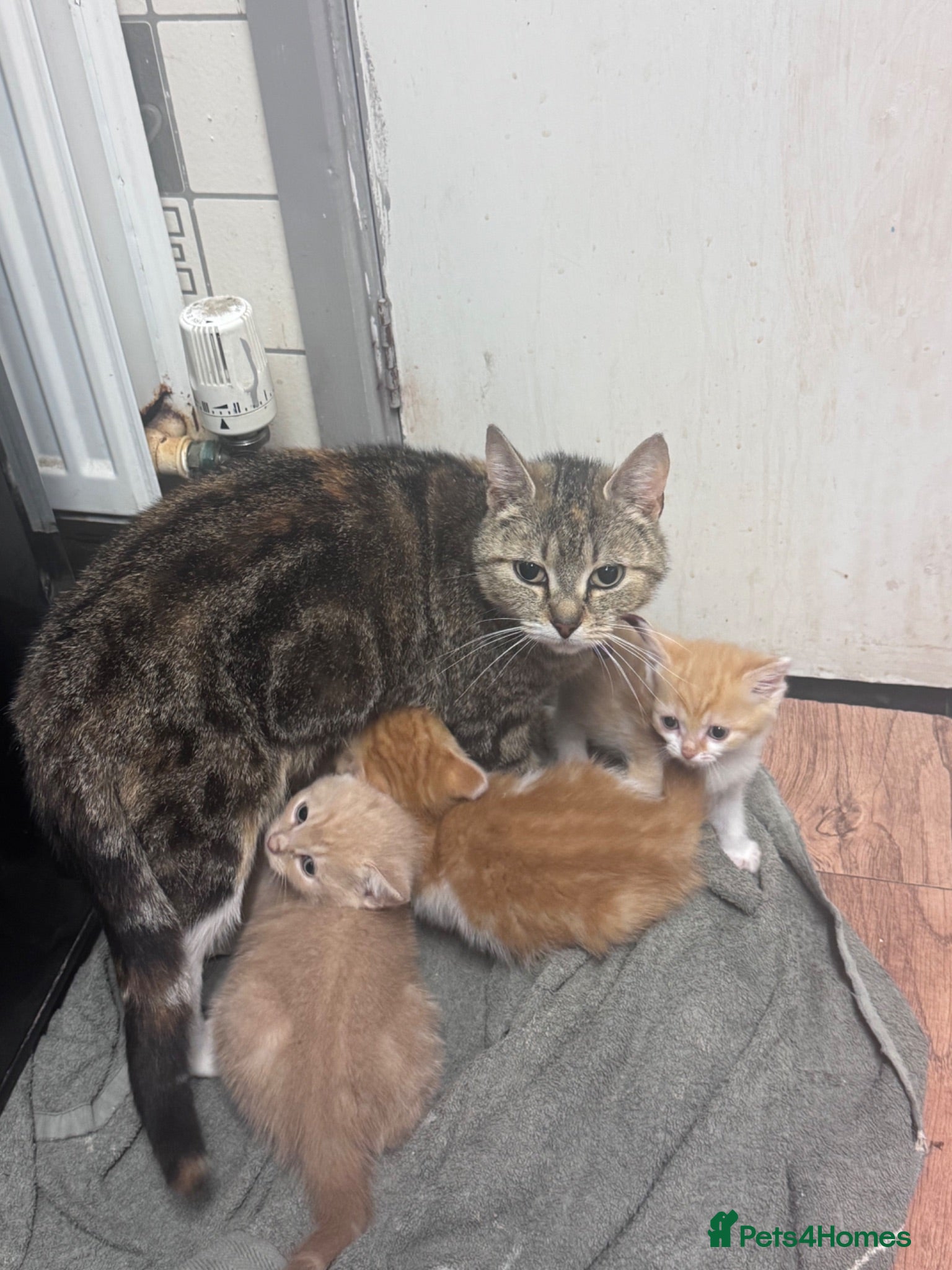 Bengal cats Kittens ready for new home  - Advert 1