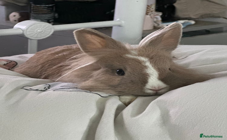 Lionhead rabbits - Advert 2