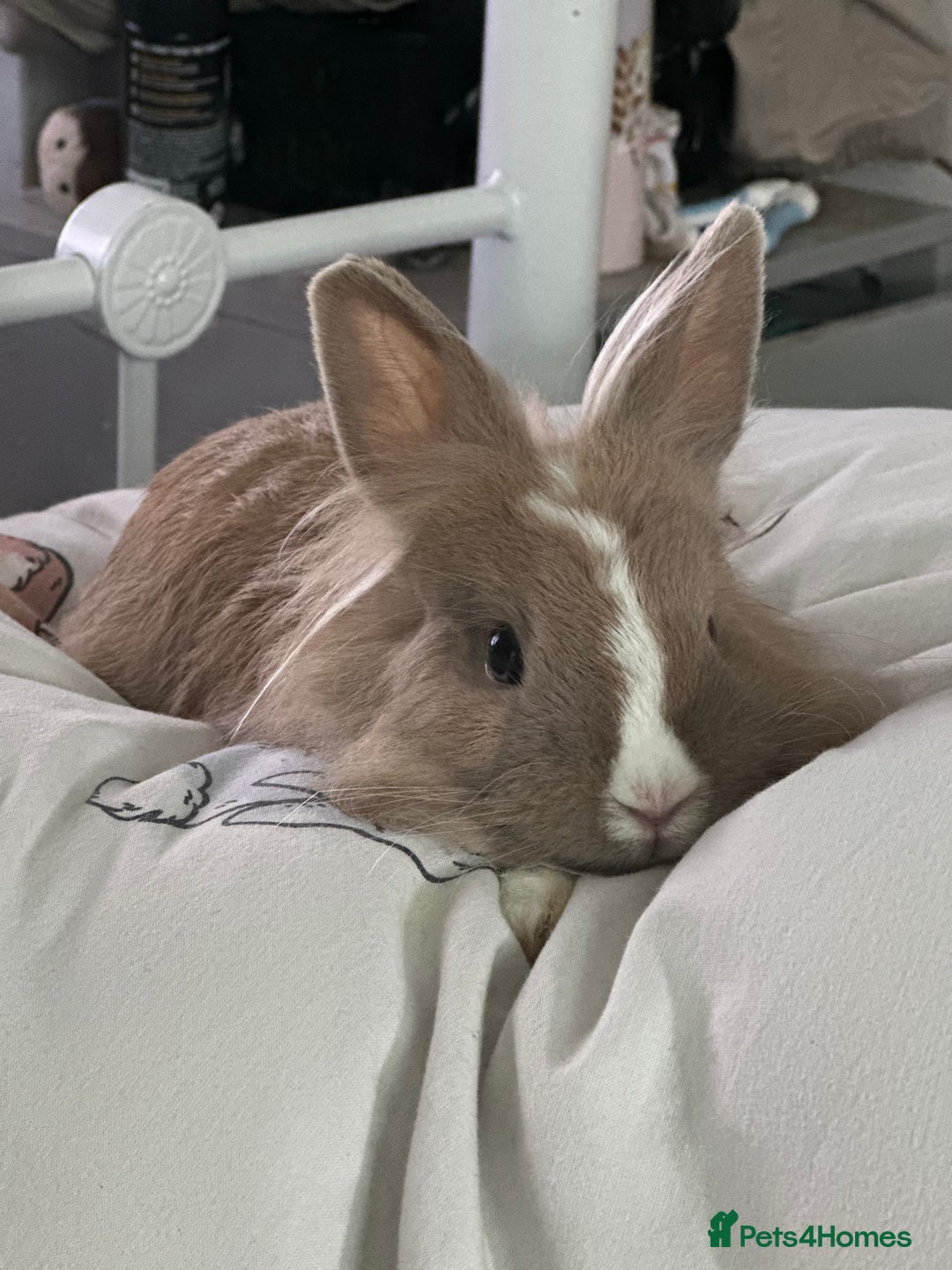 Lionhead rabbits for sale: Lionhead - Image 1