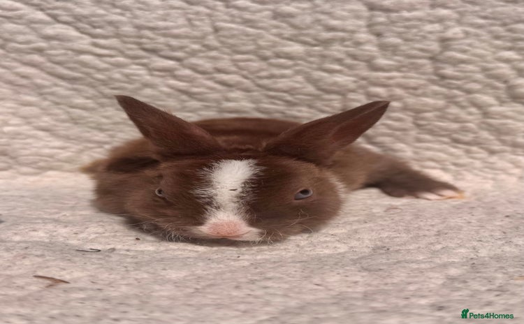 Rex rabbits - Advert 1